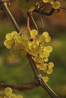 Vine Harvest Prints: Wine, grape