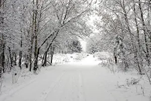 Snowy Countryside Prints: Winter