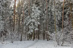 Snow Capped Trees Prints: Winter forest with a footpath