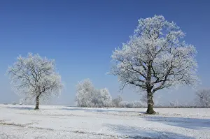 Snow Capped Trees Prints: Winter landscape