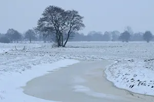 Tree In Snow Prints: Winter landscape