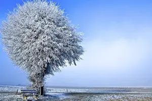Winter Nature Photography Prints: Winter landscape a single white tree under ice