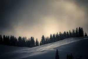 Backlight Shot Bavaria Prints: Winter mountain forest in the backlight