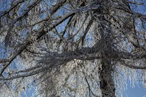 Central European Winter Scenery Prints: Winter, snow-covered tree in backlight