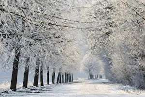 Foggy Atmospheric Landscape Prints: WinterTag