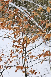 Central Europe Trees Prints: Wintertime, small beech tree, Germany