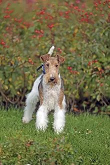 Thoroughbred Dog Images Prints: Wirehaired Fox Terrier