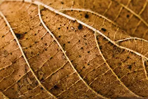 Close Up Autumn Color Prints: Wires leaf
