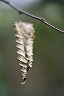 Uninhabited Plant Life Prints: Withered leaf