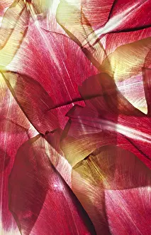 Decorative Item Prints: Withered leaves