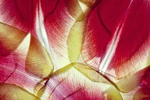 Spring Awakening Flower Prints: Withered leaves