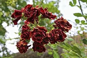 No People Nature Scenes Prints: Withered rose petals