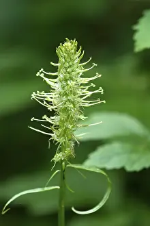 Campanulaceae Plant Prints: Withered spiked devil's claw (Phyteuma spicatum)