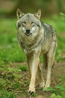 Gray Wolf In Forest Prints: A wolf bares its teeth in the dense forest