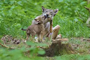 Central Europe Woodland Scenery Prints: A wolf and her cub show affection in the heart of the forest
