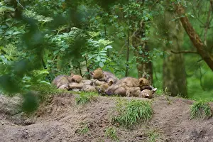 European Wildlife Nature Scene Prints: Wolf cubs sleeping together on a mound in the forest