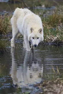Gray Wolf Prints: A wolf drinks carefully from a stream and sees its reflection
