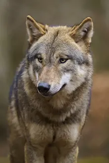 Gray Wolf In Forest Prints: A wolf in the forest with a calm