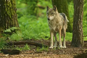 Predator In Nature Prints: A wolf in the forest with green background