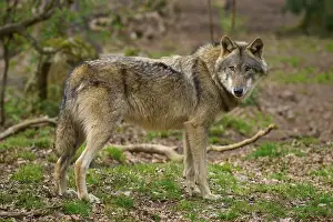 Gray Wolf In Forest Prints: Wolf in the forest, looking attentively