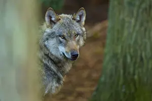 Gray Wolf In Forest Prints: A wolf in the forest looks into the camera with a serious expression
