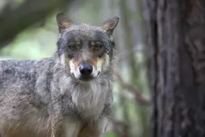 Predator Animal Photo Prints: Wolf in the forest, a portrait