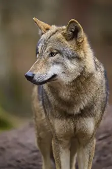 Wolf In Forest Prints: A wolf in the forest in side profile with a thoughtful expression