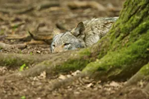 Gray Wolf Prints: A wolf is hidden behind a tree and looks out cautiously