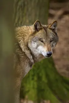 Predator In Nature Prints: Wolf looking curiously from behind a tree in the forest