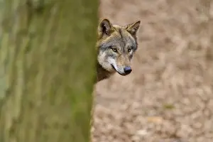 Predator In Nature Prints: Wolf looking curiously around a tree in the forest
