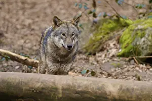 Tree Trunk Wildlife Scene Prints: Wolf looking over a tree trunk in the forest