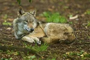 Gray Wolf In Forest Prints: A wolf lying relaxed in the forest