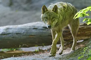 Gray Wolf Germany Prints: A wolf moves cautiously between the fallen tree trunks in the forest