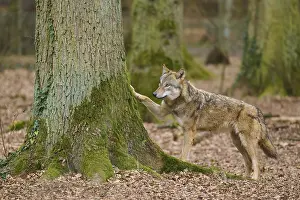 Predator Wildlife Europe Prints: A wolf with raised paw touching a tree in the forest
