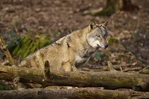 Wolf In Forest Prints: A wolf resting on tree trunks in the forest