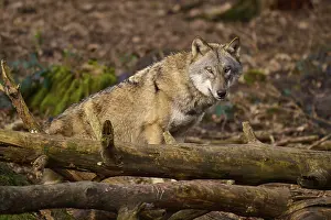 Gray Wolf In Germany Prints: A wolf resting on tree trunks on the forest floor