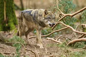 Gray Wolf In Germany Prints: Wolf sneaking through the forest