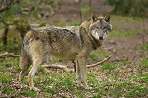 Predator Animal Photo Prints: Wolf standing in the forest, looking directly into the camera