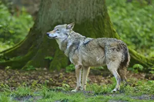 Gray Wolf In Germany Prints: Wolf standing in the forest in front of a tree