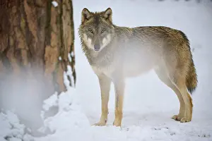 Predator Animal Photography Prints: Wolf standing motionless next to a tree in a snow-covered forest