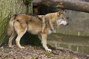Central Europe Forest Scene Prints: A wolf standing next to a tree in the forest