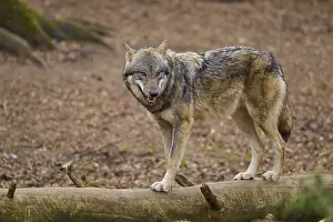 Central Europe Nature Scenery Prints: Wolf standing on a tree trunk in the forest and watching