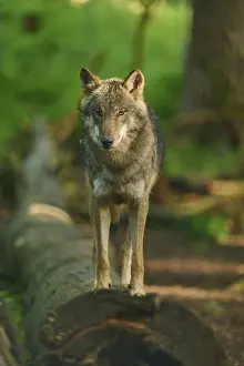 Serene Forest Landscape Prints: Wolf standing on a tree trunk, surrounded by sunlight