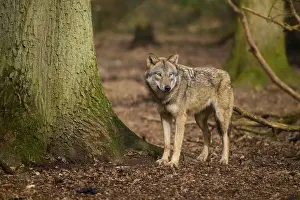 Forest Landscape Europe Prints: A wolf stands in the forest next to a tree