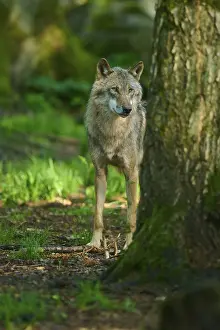 Gray Wolf In Forest Prints: A wolf stands behind a tree in a light forest