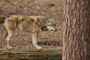 Canis Lupus Habitat Prints: A wolf stands next to a tree and seems pensive