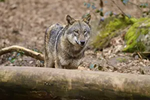 Gray Wolf In Forest Prints: Wolf behind a tree trunk in the forest