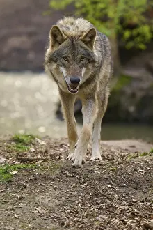 Gray Wolf Germany Prints: Wolf walking directly towards the camera