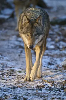 European Wolf Habitat Prints: A wolf walking on a snow-covered forest path