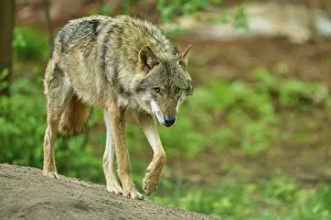 Central Europe Wildlife Scene Prints: A wolf walks cautiously through the forest